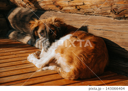 丸太壁の傍で休む茶白の犬 丸太壁の傍で休む茶白の犬 143066404