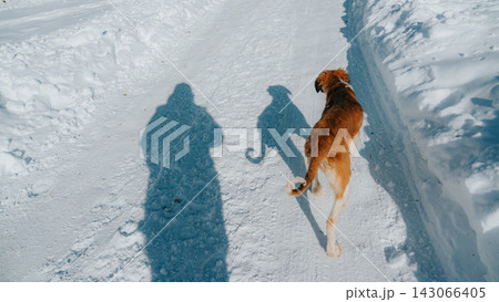 雪道を歩く犬と長い人影 雪道を歩く犬と長い人影 143066405