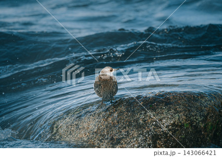 流水の濡れた岩に止まる野鳥 143066421