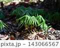 春の木漏れ日に芽吹く山菜　ヤブレガサの若芽 143066567