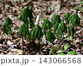 春の木漏れ日に芽吹く山菜　ヤブレガサの若芽 143066568