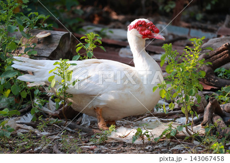 White Muscovy Duck with Red Face Standing Among Plants White Muscovy Duck with Red Face Standing Among Plants 143067458