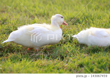 White Ducks Walking on Green Grass, Side Profile 143067459