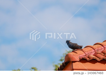 Black Pigeon Perched on Red Roof Tile Edge, Blue Sky Black Pigeon Perched on Red Roof Tile Edge, Blue Sky 143067460