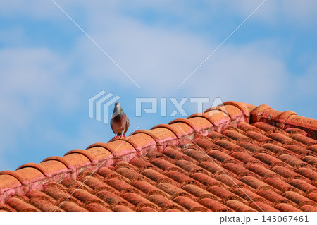 Pigeon Standing on Red Clay Roof Tiles Against Blue Sky 143067461
