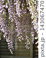 淡い紫色の藤の花の房 143067470