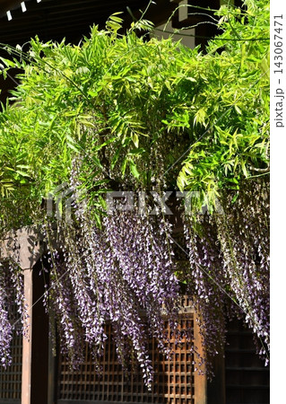 建物のそばで咲く藤の花 建物のそばで咲く藤の花 143067471