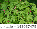 赤い翼果がついた緑のモミジ 143067475