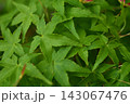重なり合う緑のモミジの葉 143067476