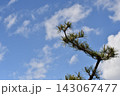 青空へ伸びる松の枝 143067477