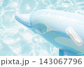 Inflatable dolphin float floating in clear blue summer swimming pool 143067796