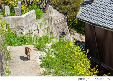 尾道・東土堂町の坂道を歩く猫と春の路地風景(広島県尾道市) 尾道・東土堂町の坂道を歩く猫と春の路地風景(広島県尾道市) 143068089