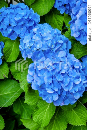 青く咲きそろう紫陽花の花房と鮮やかな緑の葉のクローズアップ 青く咲きそろう紫陽花の花房と鮮やかな緑の葉のクローズアップ 143068094