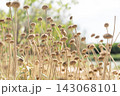 Dried phlomis flowers standing across sunny Camargue grassland in summer 143068101