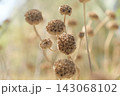 Dried phlomis seed heads growing wild in sunlit Camargue meadow 143068102