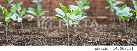 Young Romanesco cauliflower plants (Brassica oleracea var. botrytis) growing in cultivated soil in a garden or vegetable plot Young Romanesco cauliflower plants (Brassica oleracea var. botrytis) growing in cultivated soil in a garden or vegetable plot 143068111