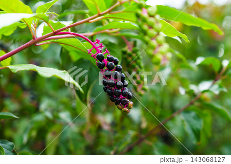 Ripe cluster of American pokeweed berries (Phytolacca americana) hanging from a shrub branch. Close-up of glossy black toxic fruits Ripe cluster of American pokeweed berries (Phytolacca americana) hanging from a shrub branch. Close-up of glossy black toxic fruits 143068127