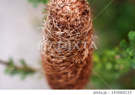 Withered brown cylindrical inflorescence of an Australian native Banksia praemorsa plant Withered brown cylindrical inflorescence of an Australian native Banksia praemorsa plant 143068133
