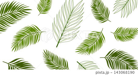 Vector banner with green tropical palm leaves on white background. Botanical composition for web headers, packaging, branding, posters and print. Vector banner with green tropical palm leaves on white background. Botanical composition for web headers, packaging, branding, posters and print. 143068190