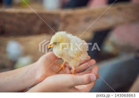 Small chick rests in a child's gently cupped hands. Gentle care and respect for fragile life. 143068663