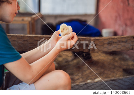 Boy gently holds a chick during a hands on farm visit. Hands on learning and animal education. 143068665
