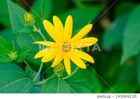 鮮やかな黄色の菊芋の花と緑のつぼみ 鮮やかな黄色の菊芋の花と緑のつぼみ 143069220