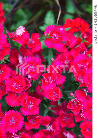 Red carnations Red carnations 143069446