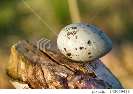 mottled egg of tern on cut of tree that was gnawed by beaver. mottled egg of tern on cut of tree that was gnawed by beaver. 143069458