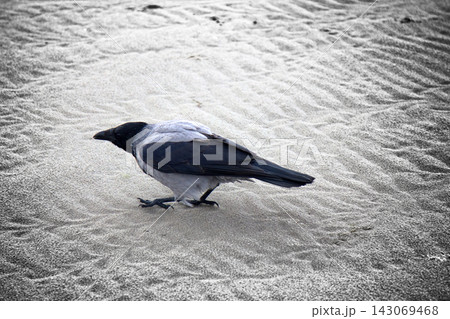 Hooded crow on seaside. Hooded crow on seaside. 143069468