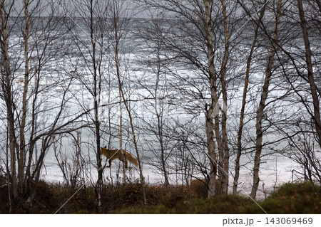 Fox is on border of lake and forest in search of food. 143069469