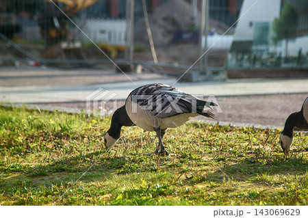 Geese on the construction site 143069629