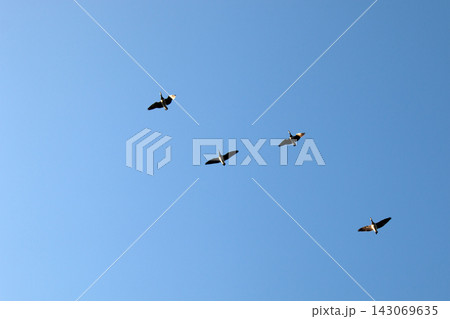 Migratory geese against the sky. 143069635