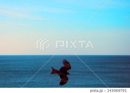 sea eagles. Kites over Indian ocean. sea eagles. Kites over Indian ocean. 143069791