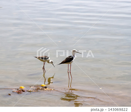 black-winged stilt (Himantopus himantopus) black-winged stilt (Himantopus himantopus) 143069822