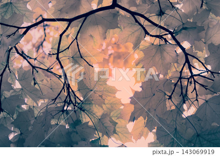 Autumn in the Park and on the streets Autumn in the Park and on the streets 143069919