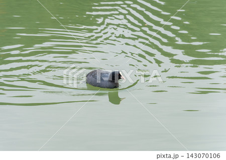 波紋が広がる水面を静かに進む一羽のオオバン 波紋が広がる水面を静かに進む一羽のオオバン 143070106