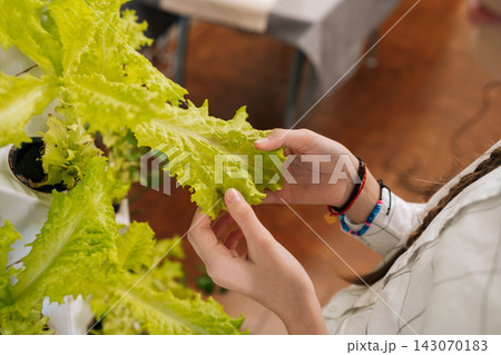 Close-up cropped shot of child girl caring for plants in modern indoor vertical hydroponic garden, learning about sustainable home farming and urban agriculture. Concept of home gardening.. Close-up cropped shot of child girl caring for plants in modern indoor vertical hydroponic garden, learning about sustainable home farming and urban agriculture. Concept of home gardening.. 143070183