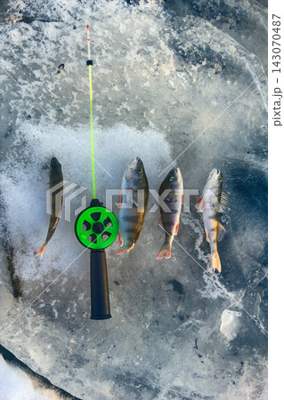 active rest fishing for perch in winter from ice active rest fishing for perch in winter from ice 143070487