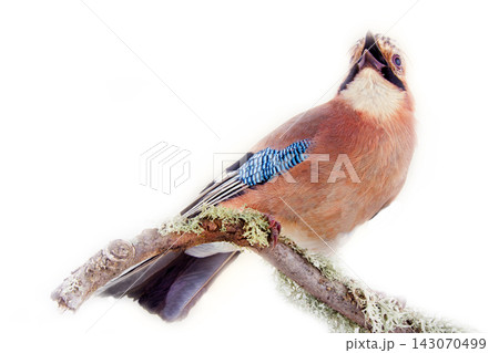 Common jay (Garrulus glandarius) - bird on white background Common jay (Garrulus glandarius) - bird on white background 143070499