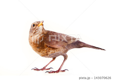 Blackbird (Turdus merula, female) is one of best singers 143070626