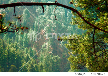 Himalayan pine Himalayan pine 143070673