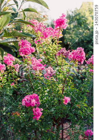 Lagerstroemia with pink flowers blooming among in sunlit garden Lagerstroemia with pink flowers blooming among in sunlit garden 143070759