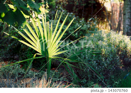 Sabal minor palm growing in garden with warm sunlight and tropical greenery 143070760