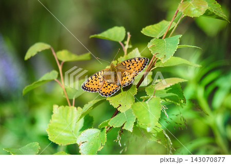 Forest-meadow butterfly High Brown Fritillary 143070877