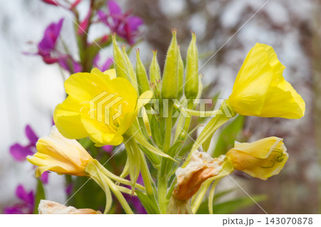 mullein in late summer mullein in late summer 143070878