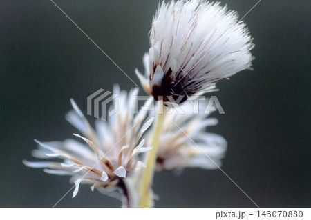 Exquisite white tiny flowers of the North Exquisite white tiny flowers of the North 143070880