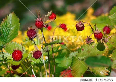 Overripe wild strawberries sweet and fragrant berry Overripe wild strawberries sweet and fragrant berry 143070895