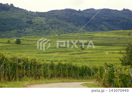 world famous wine industry of France 143070949