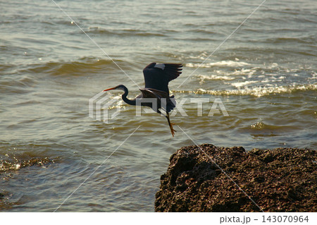 Birds of India. Pacific reef heron (Egretta sacra) 143070964