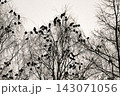 Hooded crows gathered overnight in city Park at winter 143071056
